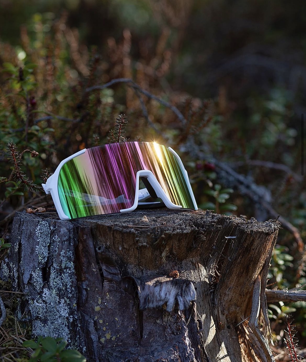 Apréski solglasögon på en stubbe i svensk skog